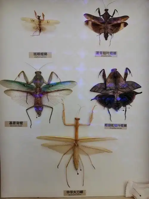 一一一一穿花点水飞一一一一深圳市博物馆昆虫标本展