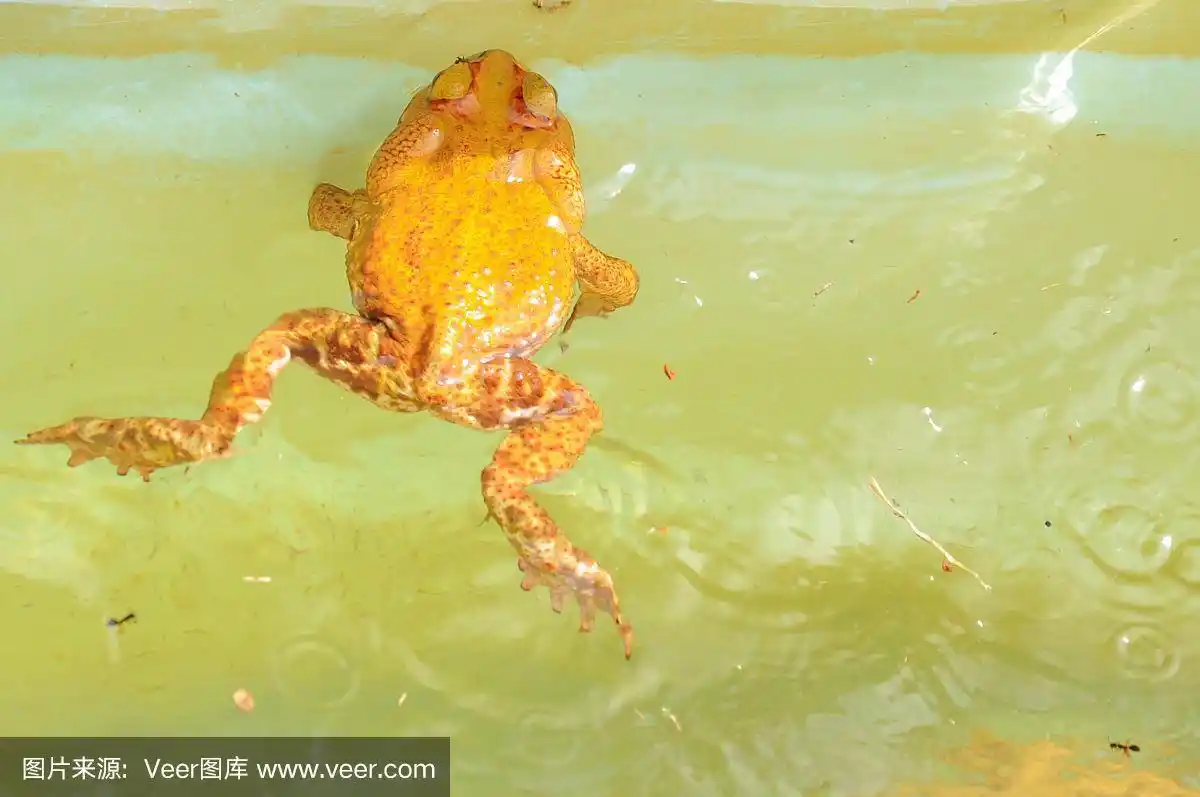 黄色的青蛙