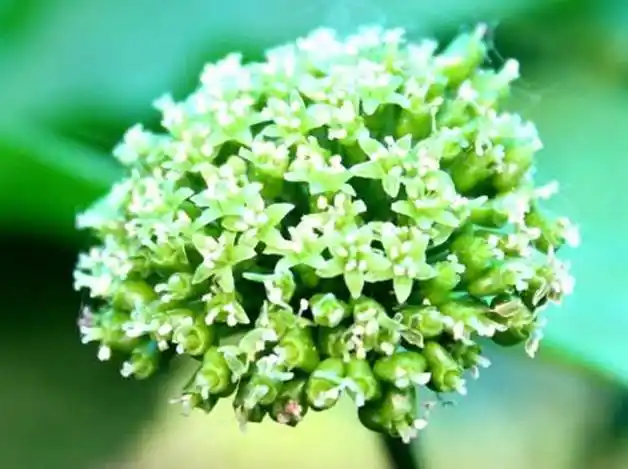 人参花原来有这么多你不知道的好处!