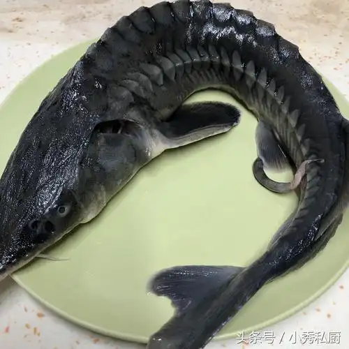 鲟鱼怎么做好吃餐桌上少之又少的鲜美味道,快来围观吧