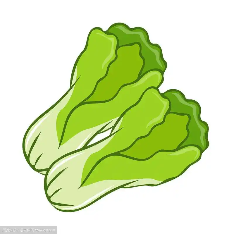 绿色生菜卡通孤立