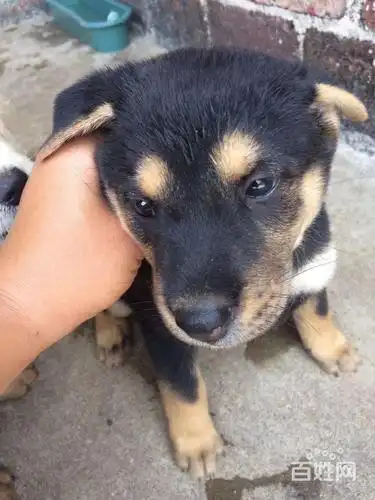 出售三只小土狗,150元一只.有喜欢的可以联系