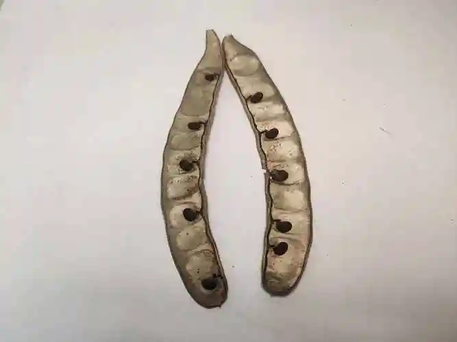 但我生活的地区白雪依旧常伴,所以,我观察了一下周边植物的种子