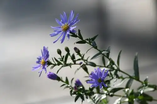 其它 紫菀花 写美篇紫菀花,学名紫苑 属于菊科,秋季盛开,鲜艳夺目!