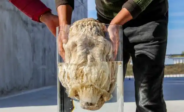 太岁头上动土要出事啊河北一工程队挖到一团血红色液体