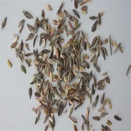 值得信赖  百日菊种子 伯绿花木 百日草种子 供应服务商