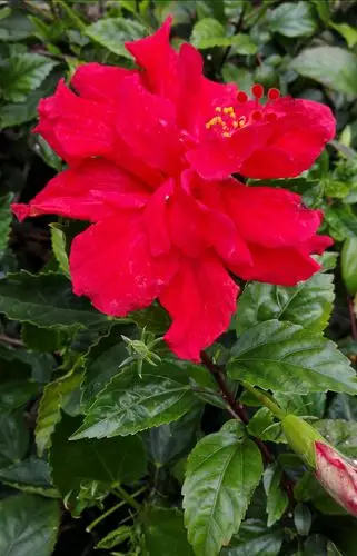 其它 朱槿朱槿,别名扶桑,状元红,大红花,赤槿,红木槿,桑槿.