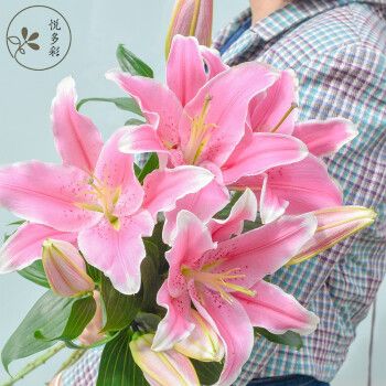 悦多彩粉色百合花10朵双头