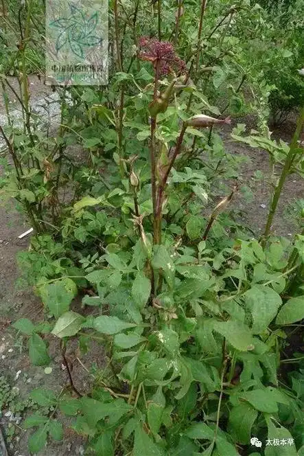 福参,见过吗?根能补中益气;叶治风寒湿痹