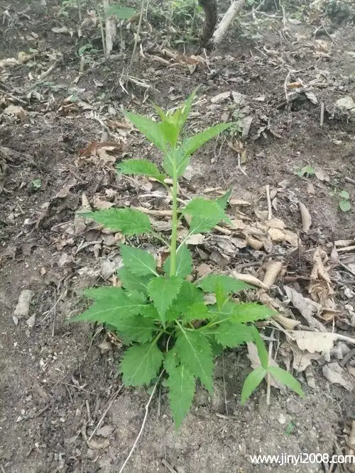 南沙参的作用和功效