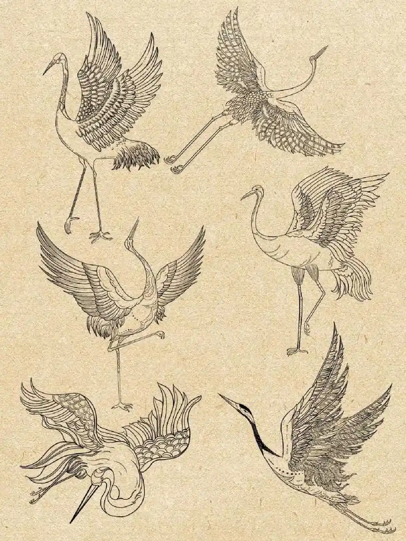 60天团练|仙鹤画法|动物线稿六种姿势 这次第五期团练学员画的六种不