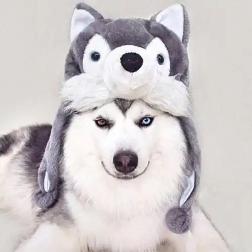 鸳鸯眼哈士奇系列头像