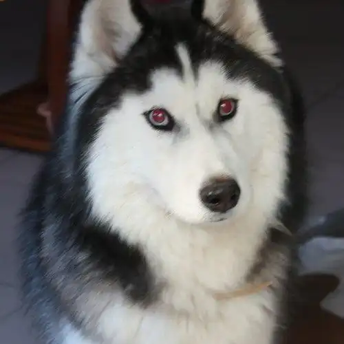 颜色模型的应用利用hsi模型特性消除红眼