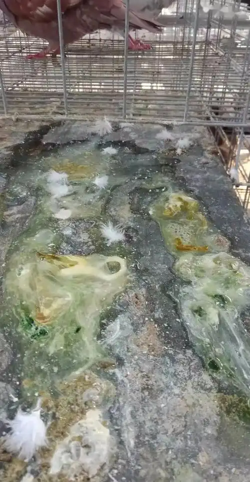 一般为大肠杆菌感染,鸽子的大肠杆菌病原发病例较少,多为继发或并发