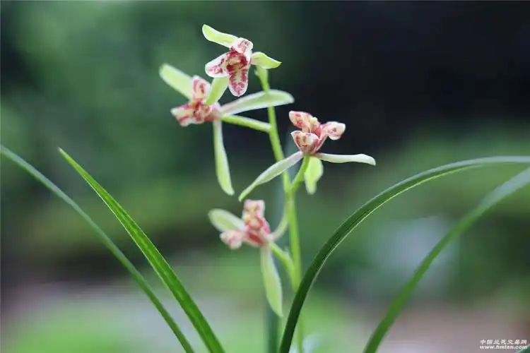 吹吹蝶**花-建兰篇-中国兰花交易网社区
