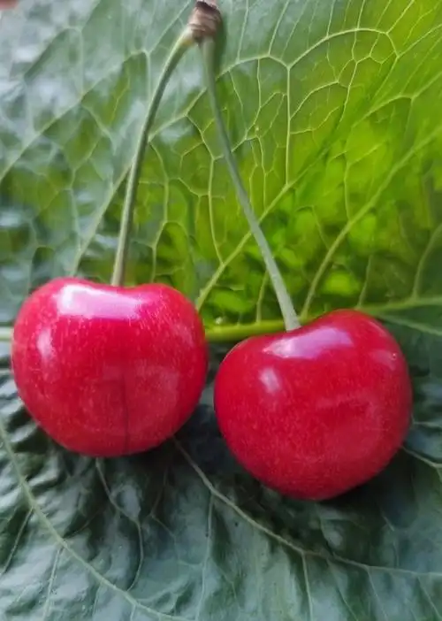 两颗可口红樱桃图片