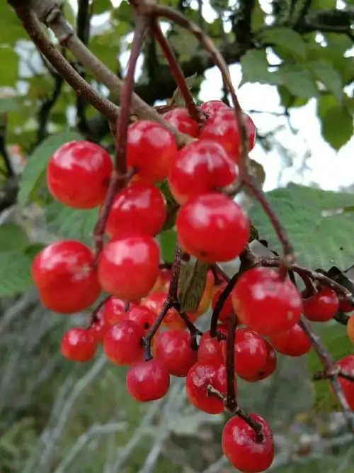 因山顶地势相对平坦,盛产草药木香而得名 木香坪距离鸡足山西南约13