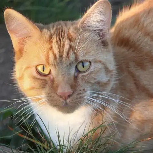 拽拽的猫咪头像高清虎斑猫群头像图片