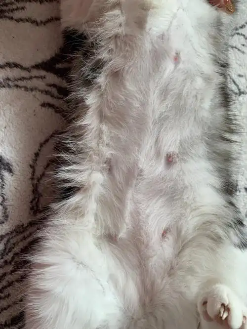 孕猫日记第18天