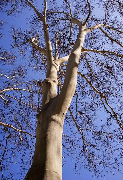 走进春天之法国梧桐篇