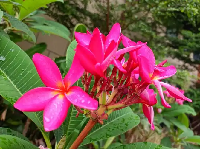 端午节的红鸡蛋花