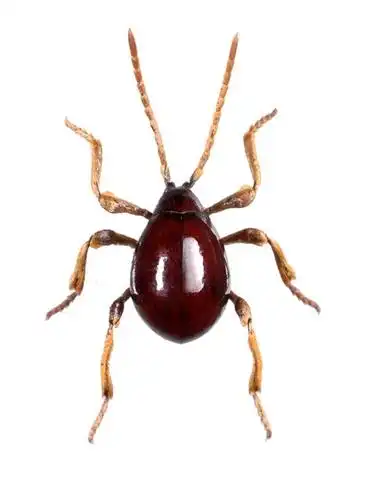 八只脚的是蜱虫,六只脚的是蛛甲. 蜱虫