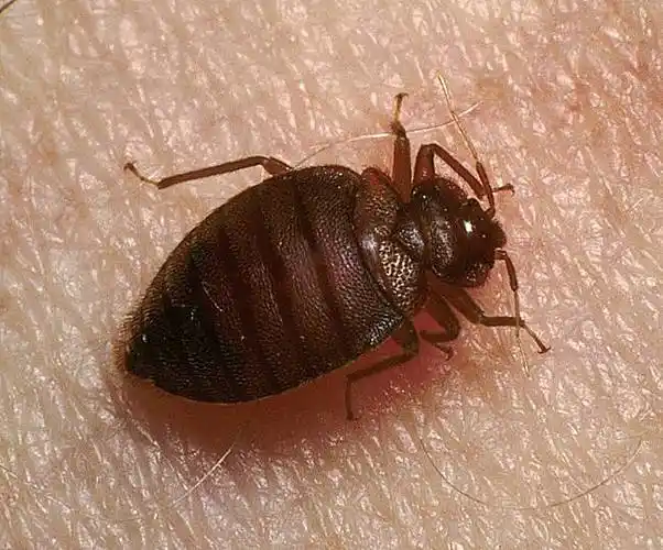 展开全部 看不清楚,像是臭虫,又叫床虱,夜晚活动,吸食人的血液,可以