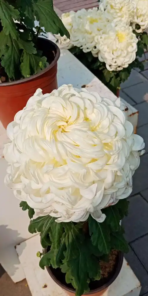 祖国的花朵既可爱又鲜艳.国庆节游圆明园.