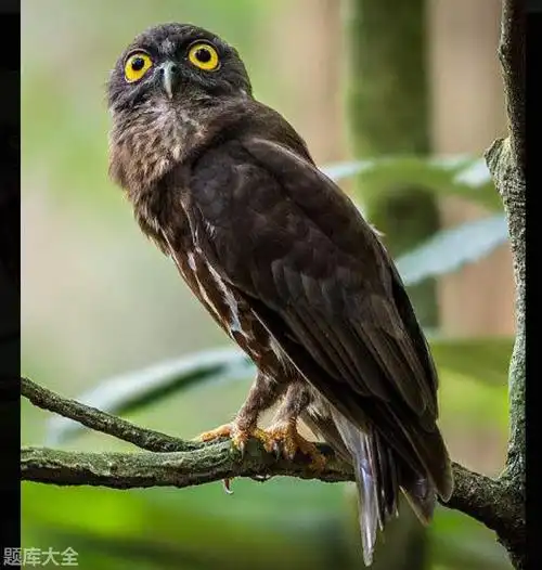 猫头鹰品种「科普」