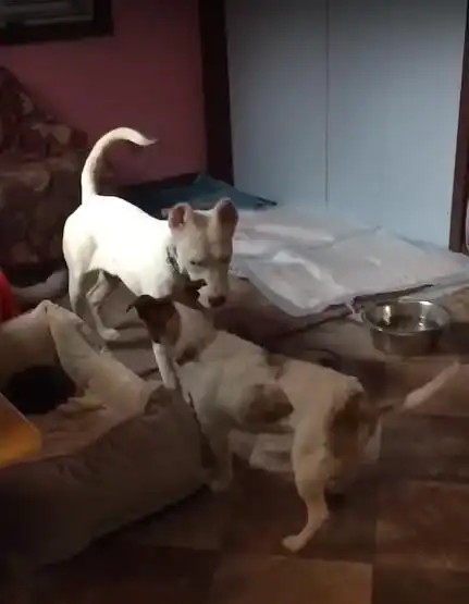 废弃厂房惊现流浪狗,三翻四次驱逐无用,一看原因令人泪目