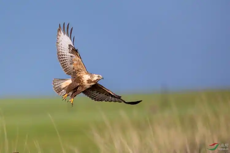 雄鹰展翅