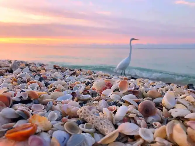 贝壳沙滩,感觉好运撒了一地__财经头条