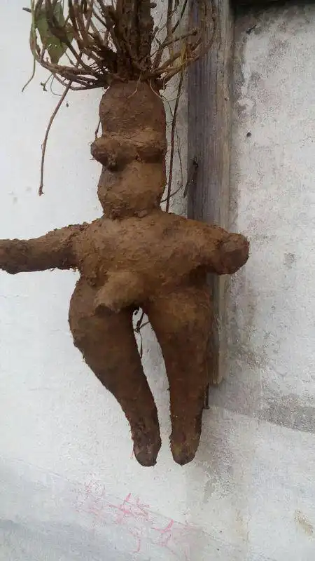 目前还没有资料证明,自然界中存在超过百年以上的何首乌,更何况千年