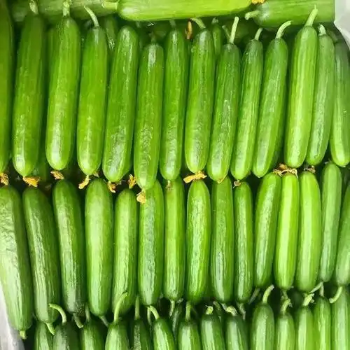 赛卡伊乳瓜水果黄瓜无刺生吃新鲜蔬菜农家自种现摘现发小黄瓜