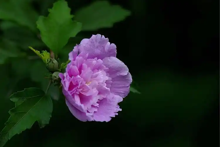 温柔的木槿花是你爱一个人的坚持(6)_唯美图片