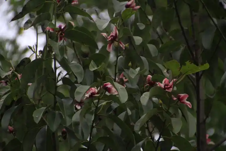 新优芳香植物红花深山含笑倾情绽放