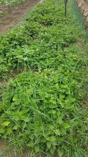 贵州引进的鱼腥草