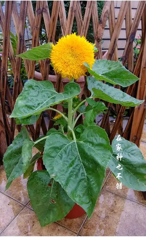 寿禾玩具熊向日葵种子葵花幼苗玩具熊向日葵种子5g