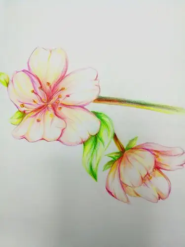 满树浪漫,如云似霞——樱花彩铅教程