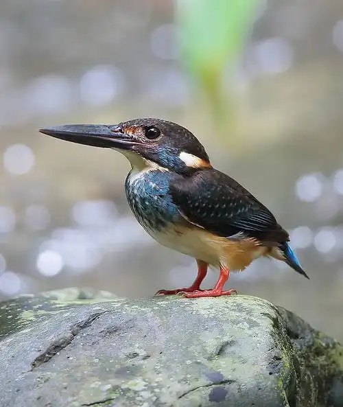佛法僧目翠鸟科蓝带翠鸟雄
