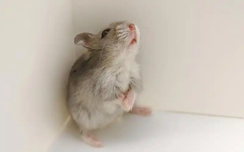 可爱的小老鼠图片壁纸大全