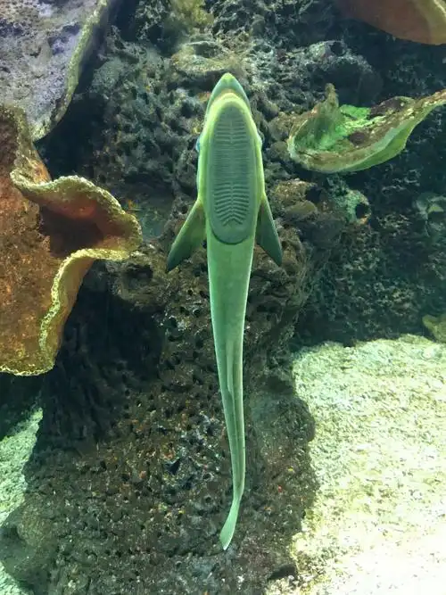 这是吸盘鱼,它的下颌有一个大吸盘,可以在东西上