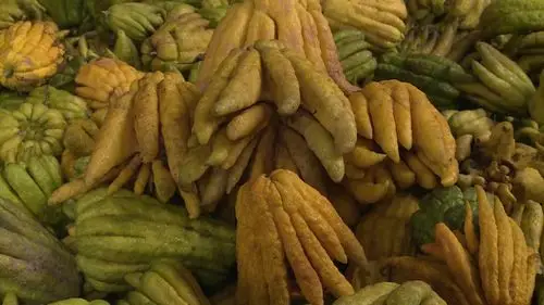 忠县近1000亩中药材佛手开始采摘