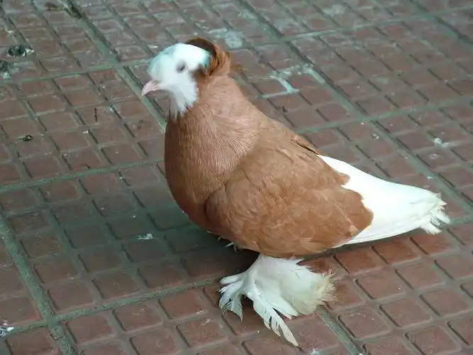 这只鸽子是公是母,观赏鸽怎么看多大啊,这个鸽子能配赛鸽吗(自己飞着