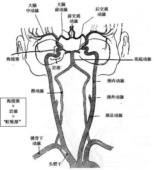 沿颈内动脉沟前行,在前床突处出海绵窦,转向后方并发出分支