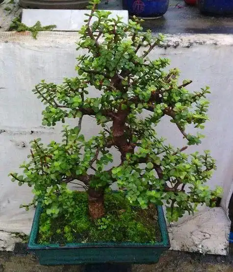 金枝玉叶老桩能扦插吗_金枝玉叶老桩去掉根能插活吗 - 齐齐哈尔诗词网