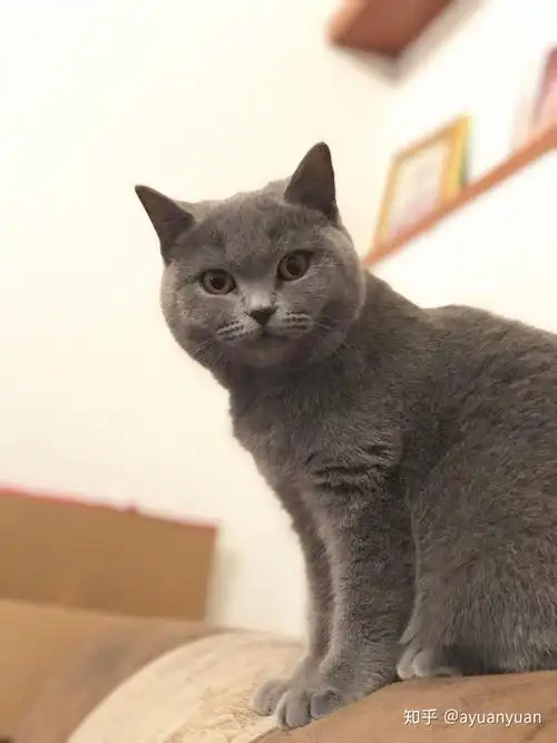 英短蓝猫脸超尖怎么破