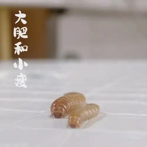 面包虫的基因之谜胆小勿入