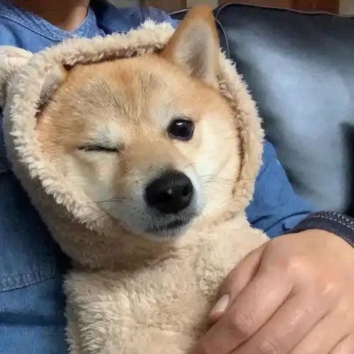 微信狗头像滑稽 - 搜狗图片搜索