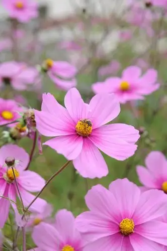 格桑花般的清澈心情